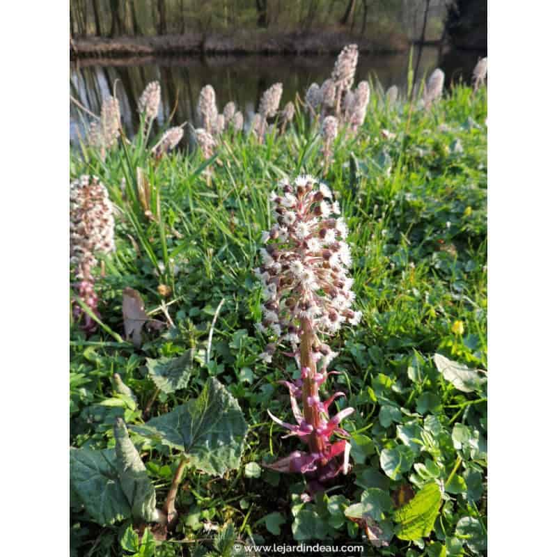 PETASITES paradoxus PETASITES paradoxus
