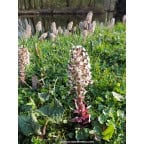 PETASITES paradoxus PETASITES paradoxus