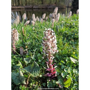 PETASITES paradoxus - Pétasite blanc de neige
