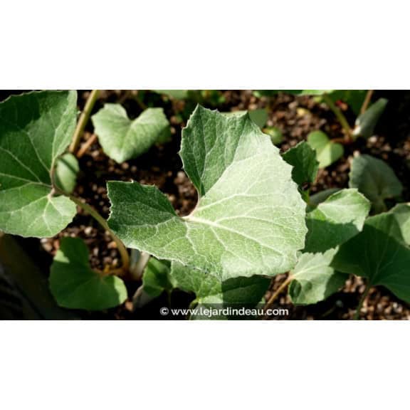 PETASITES paradoxus