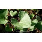 PETASITES paradoxus PETASITES paradoxus