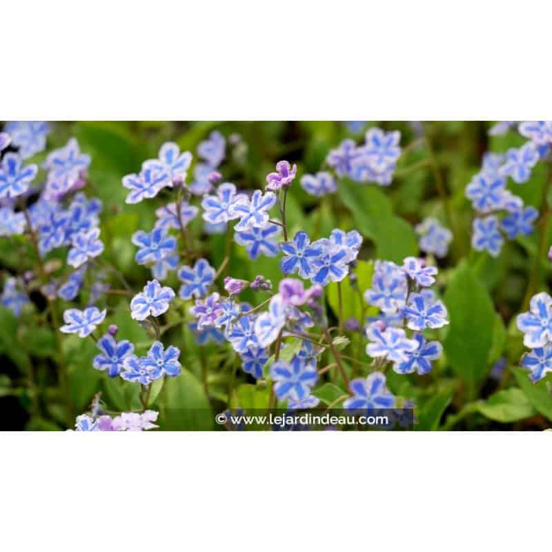 OMPHALODES cappadocica 'Starry Eyes'