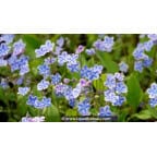 OMPHALODES cappadocica 'Starry Eyes'