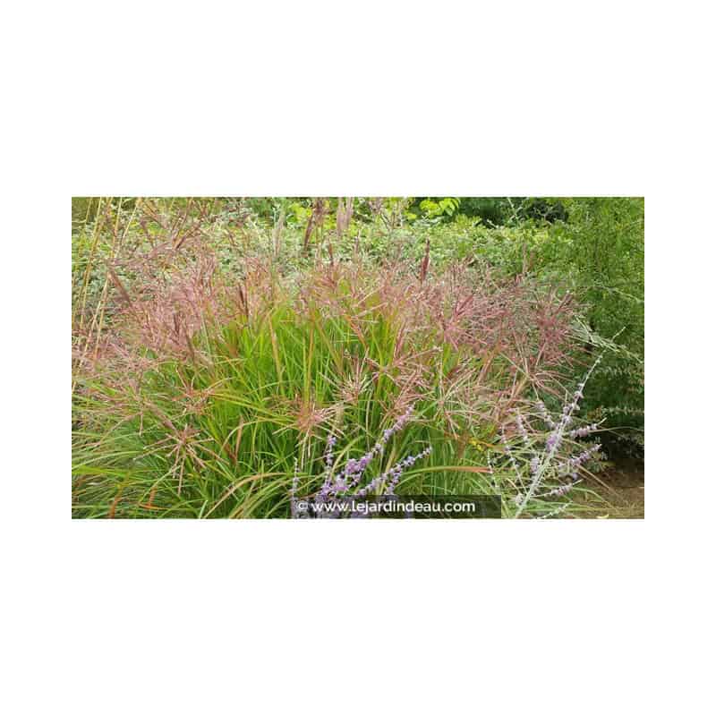MISCANTHUS sinensis 'Ferner Osten' MISCANTHUS sinensis 'Ferner Osten'