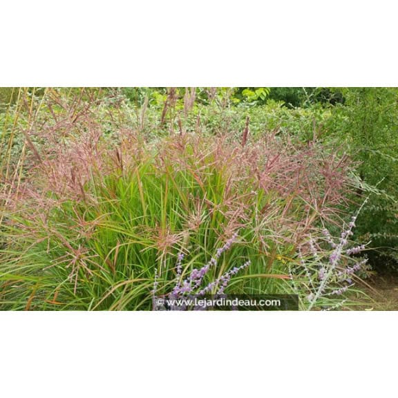 MISCANTHUS sinensis 'Ferner Osten'