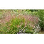 MISCANTHUS sinensis 'Ferner Osten' MISCANTHUS sinensis 'Ferner Osten'