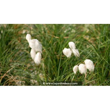 ERIOPHORUM angustifolium - Linaigrette à feuilles étroites / Narrow-leaved Cotton Grass
