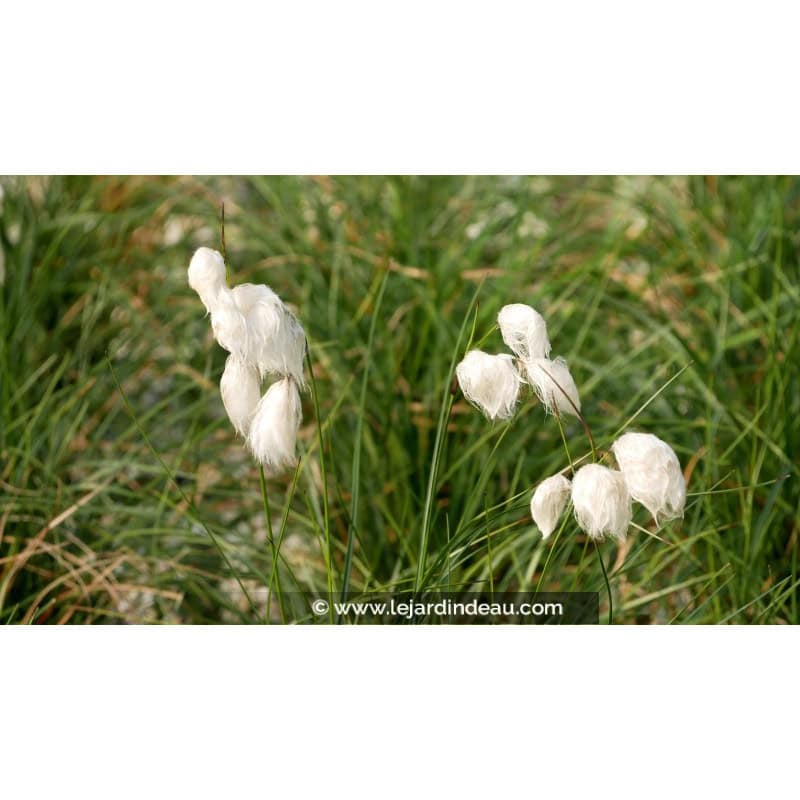 ERIOPHORUM angustifolium ERIOPHORUM angustifolium