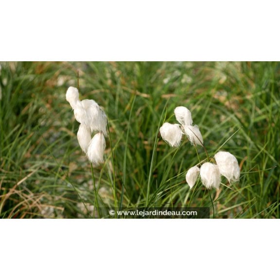 ERIOPHORUM angustifolium