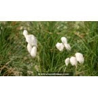 ERIOPHORUM angustifolium ERIOPHORUM angustifolium