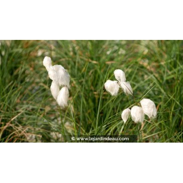 ERIOPHORUM angustifolium - Linaigrette à feuilles étroites / Narrow-leaved Cotton Grass