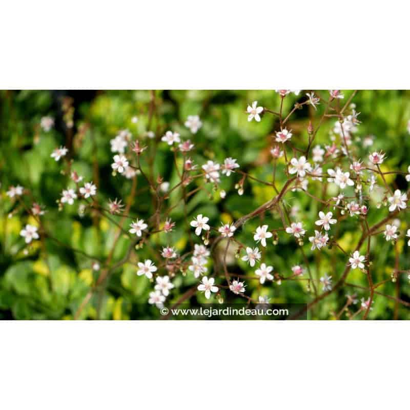 SAXIFRAGA x urbium 'Aureopunctata' SAXIFRAGA x urbium 'Aureopunctata'