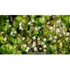 SAXIFRAGA x urbium 'Aureopunctata' SAXIFRAGA x urbium 'Aureopunctata'