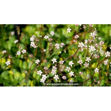 SAXIFRAGA x urbium \'Aureopunctata\' - Saxifrage panachée \'Aureopunctata\'