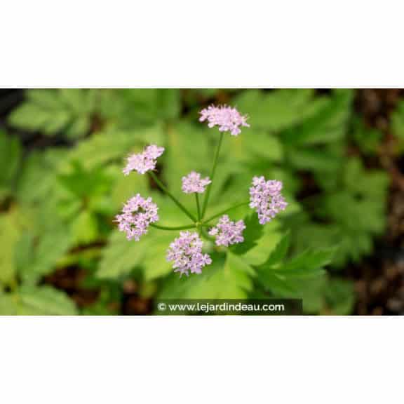 CHAEROPHYLLUM hirsutum 'Roseum'