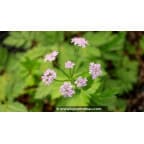 CHAEROPHYLLUM hirsutum 'Roseum' CHAEROPHYLLUM hirsutum 'Roseum'
