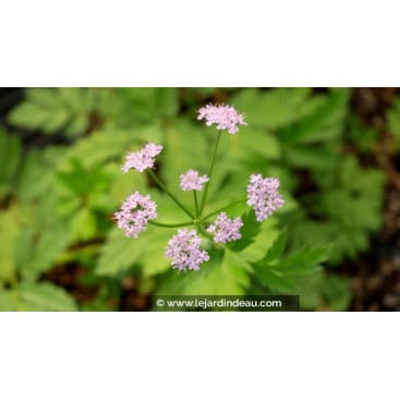CHAEROPHYLLUM hirsutum \'Roseum\' - Cerfeuil hirsute Rose