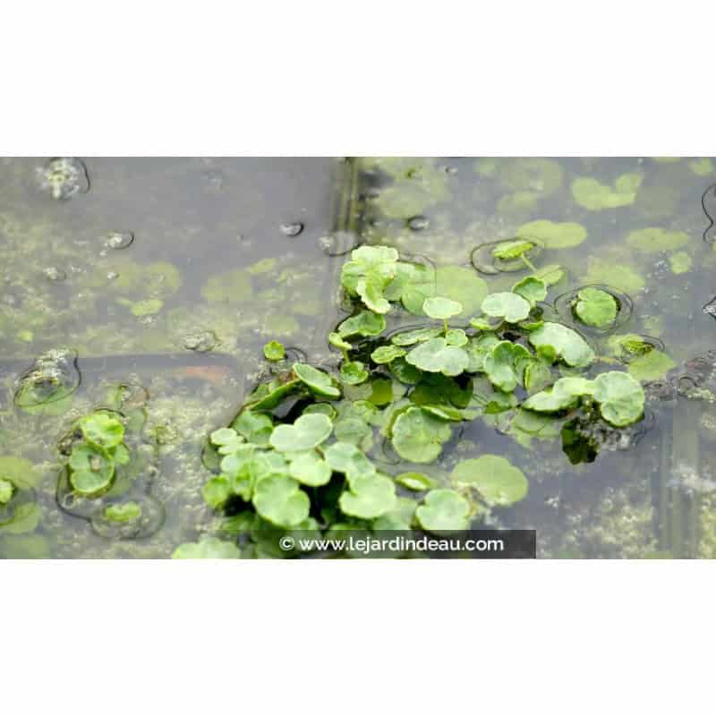 HYDROCOTYLE vulgaris HYDROCOTYLE vulgaris