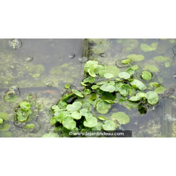 HYDROCOTYLE vulgaris