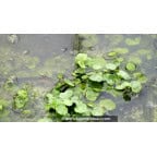 HYDROCOTYLE vulgaris HYDROCOTYLE vulgaris