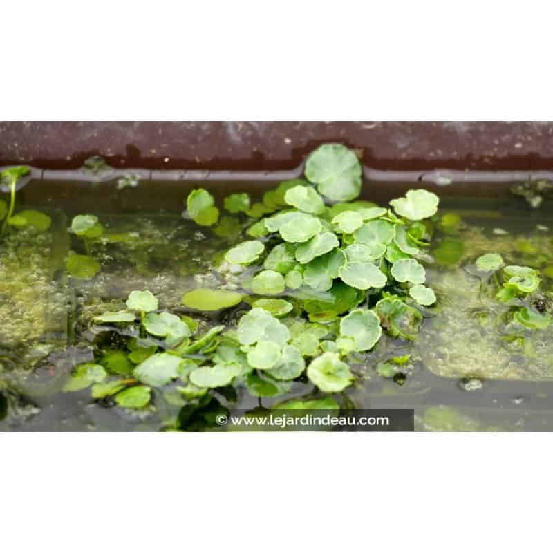 HYDROCOTYLE vulgaris HYDROCOTYLE vulgaris
