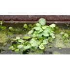 HYDROCOTYLE vulgaris HYDROCOTYLE vulgaris
