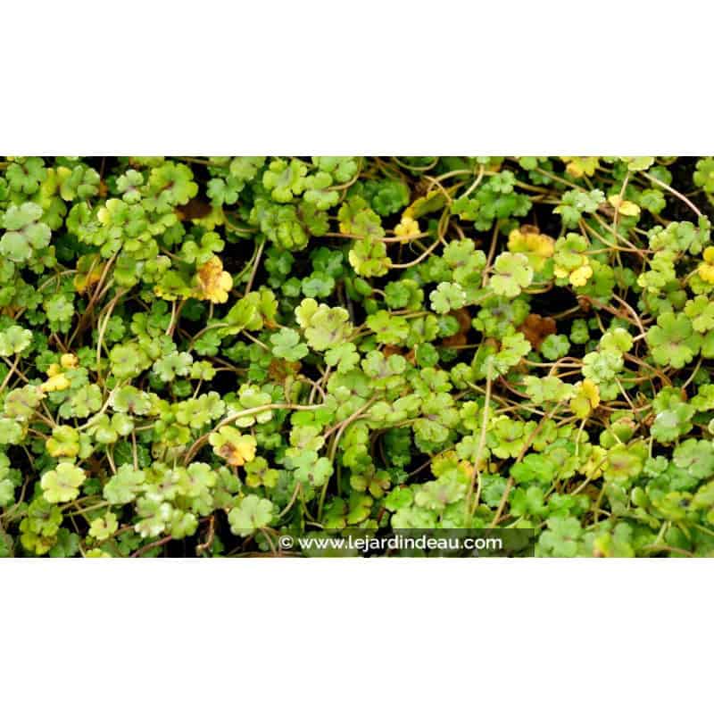 HYDROCOTYLE novae-zelandiae HYDROCOTYLE novae-zelandiae