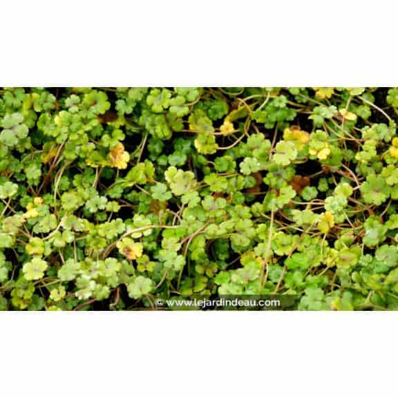 HYDROCOTYLE novae-zelandiae