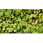HYDROCOTYLE novae-zelandiae HYDROCOTYLE novae-zelandiae