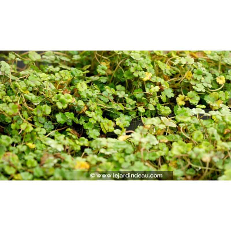 HYDROCOTYLE novae-zelandiae HYDROCOTYLE novae-zelandiae
