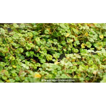 HYDROCOTYLE novae-zelandiae - Écuelle d\'eau de Nouvelle-Zélande