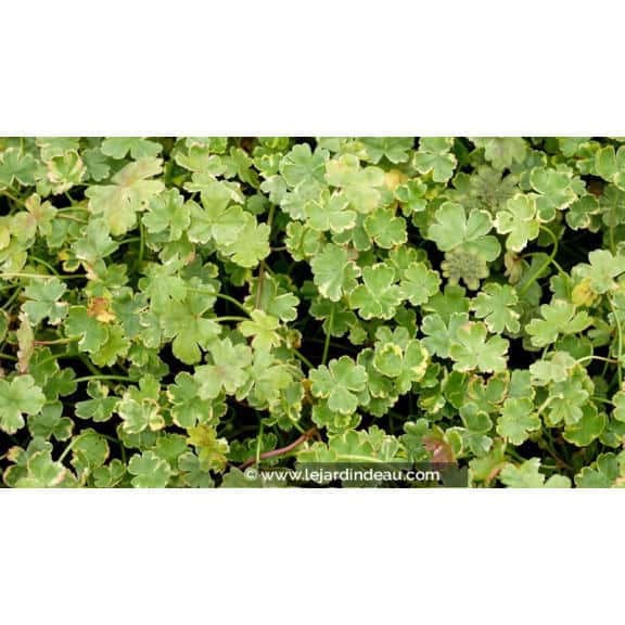 HYDROCOTYLE sibthorpioides 'Variegata'