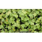 HYDROCOTYLE sibthorpioides 'Variegata' HYDROCOTYLE sibthorpioides 'Variegata'