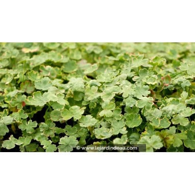 HYDROCOTYLE sibthorpioides \'Variegata\' - Écuelle d\'eau panachée