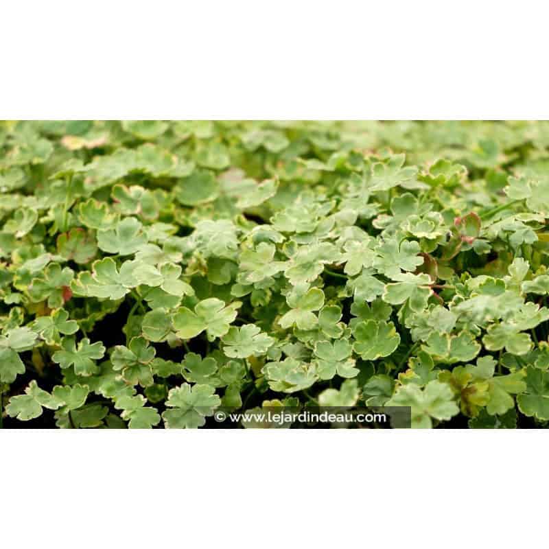 HYDROCOTYLE sibthorpioides 'Variegata' HYDROCOTYLE sibthorpioides 'Variegata'