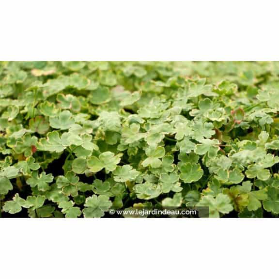 HYDROCOTYLE sibthorpioides 'Variegata'