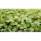 HYDROCOTYLE sibthorpioides 'Variegata' HYDROCOTYLE sibthorpioides 'Variegata'