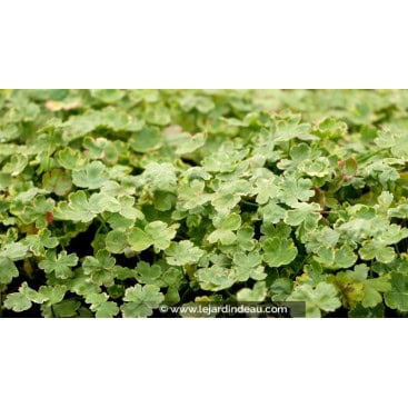 HYDROCOTYLE sibthorpioides \'Variegata\' - Écuelle d\'eau panachée