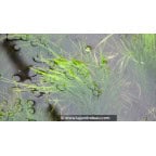 ELEOCHARIS acicularis ELEOCHARIS acicularis