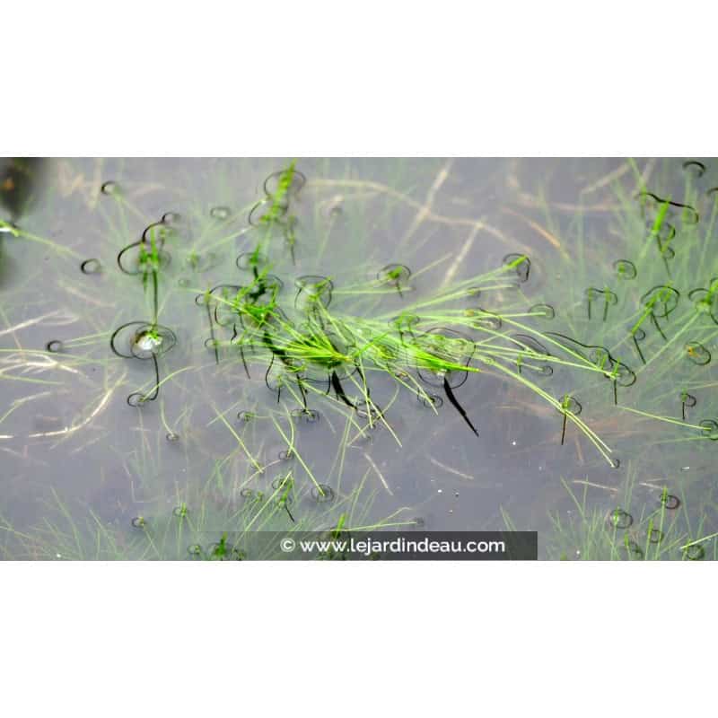 ELEOCHARIS acicularis ELEOCHARIS acicularis