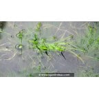 ELEOCHARIS acicularis ELEOCHARIS acicularis