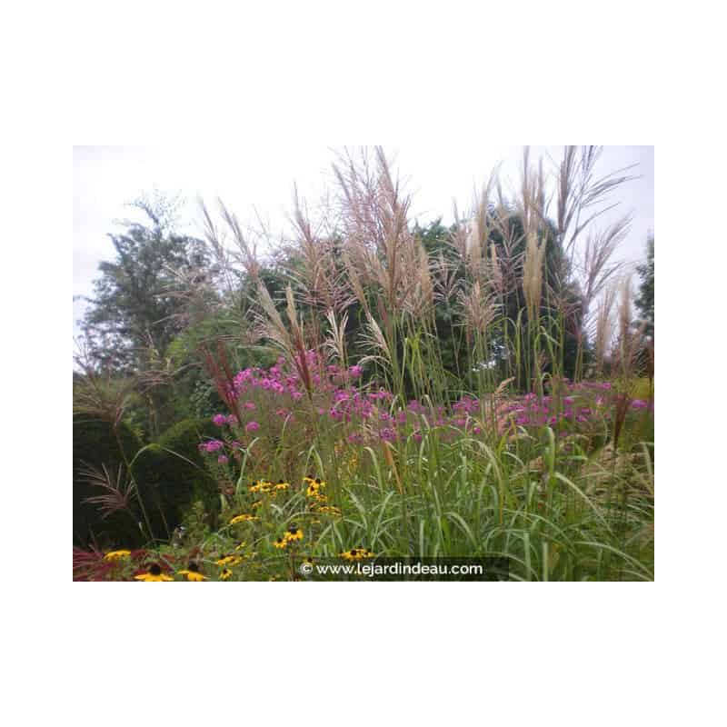 MISCANTHUS sinensis 'Kleine Fontäne' MISCANTHUS sinensis 'Kleine Fontäne'