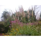 MISCANTHUS sinensis 'Kleine Fontäne' MISCANTHUS sinensis 'Kleine Fontäne'