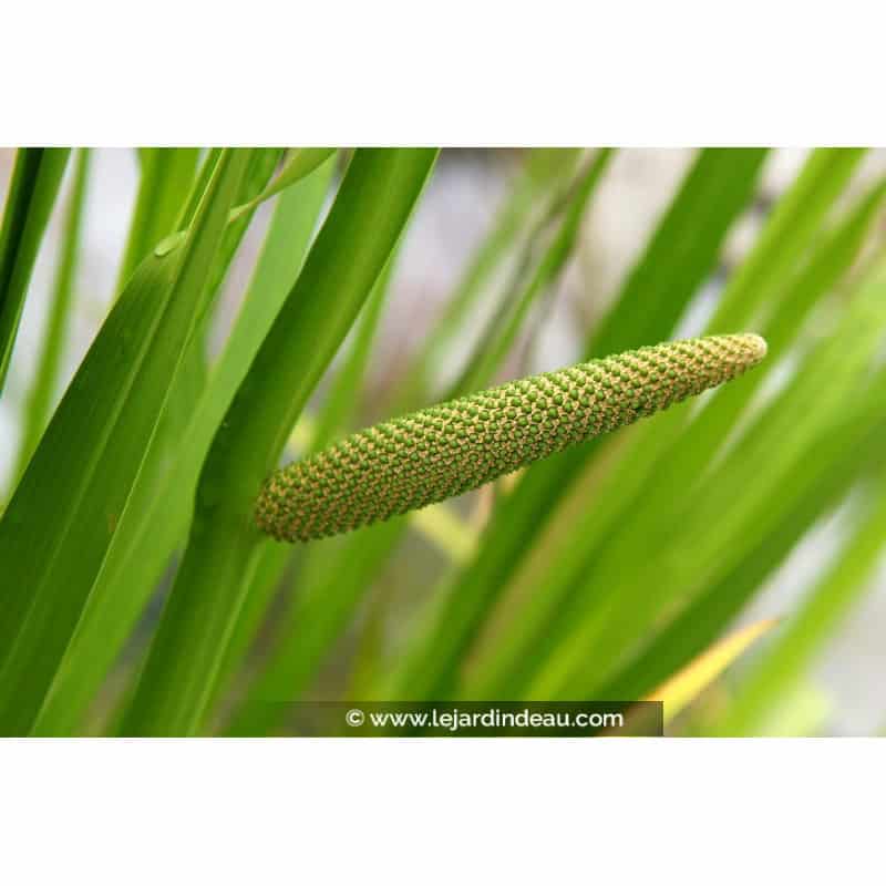 ACORUS calamus ACORUS calamus