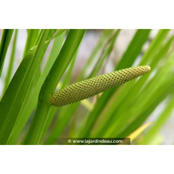 ACORUS calamus