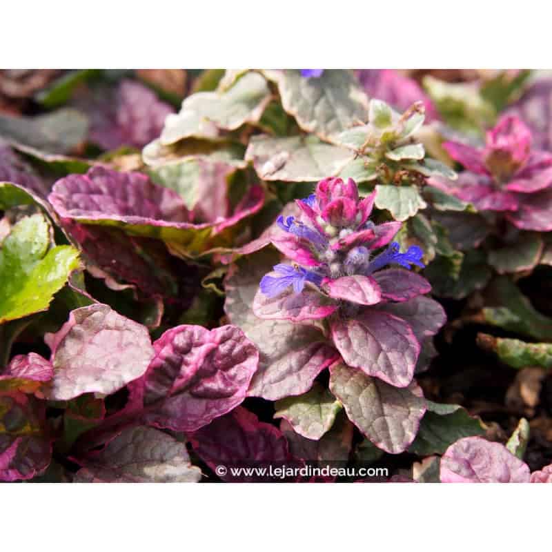 AJUGA reptans 'Burgundy Glow' AJUGA reptans 'Burgundy Glow'