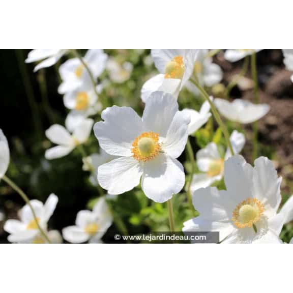 ANEMONE sylvestris