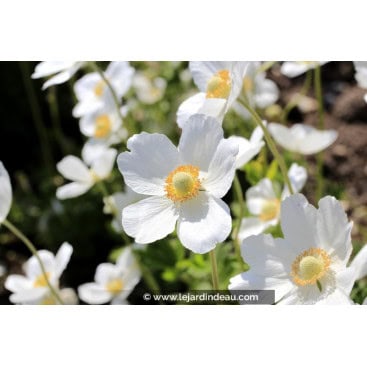 ANEMONE sylvestris - anémone des bois