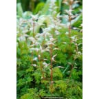 ARUNCUS dioicus var. aethusifolius ARUNCUS dioicus var. aethusifolius