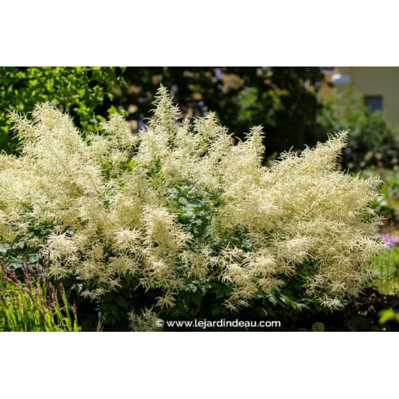 ARUNCUS dioicus